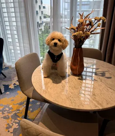 The Perfect Family Companion – Stunning Miniature Poodle Puppy