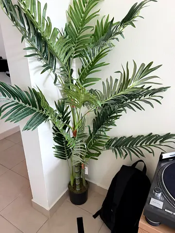 Areca Palm Plant in Pot - 120 cm