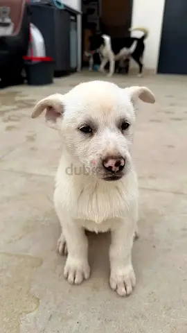 PETS FOR FREE ADOPTION