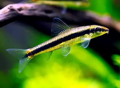 1 red platy and 1 Siamise algae eater