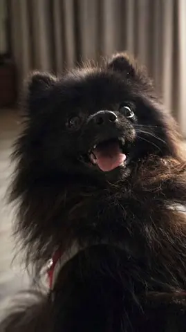 Black Pomeranian Puppy