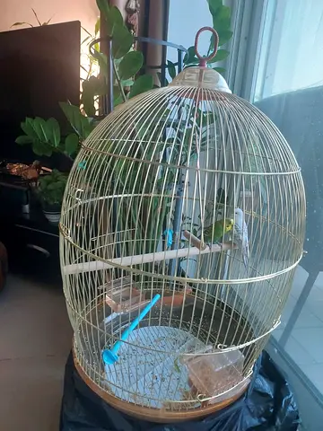 Love birds with cage