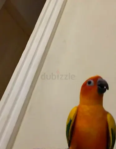 I have sun conure 10 months