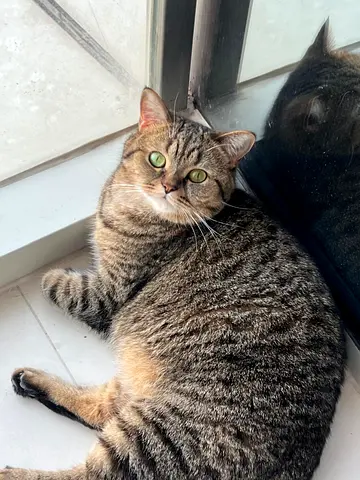 Scottish Straight Cat