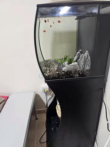 Curved Glass Aquarium with Stand — 4ft, Includes Decoration and Gravel