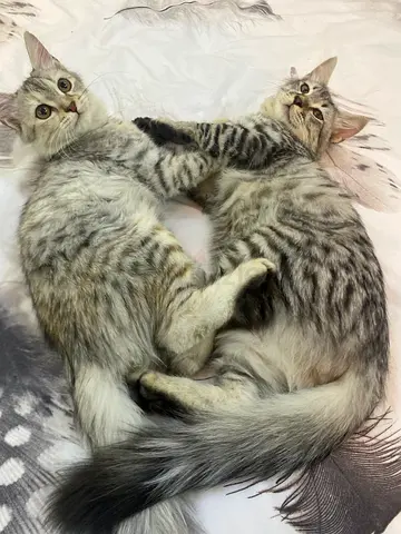 2 domestic kittens for free adoption