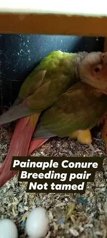 Pineapple Conure breeding pair