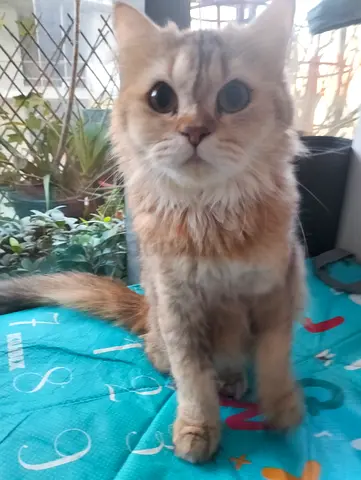 Loving, Affectionate Cat Free to a Good Home!