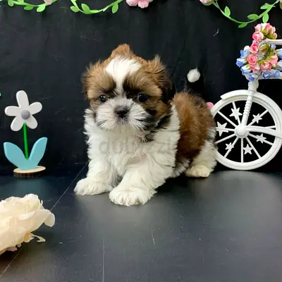 free shih tzu puppy for adoption