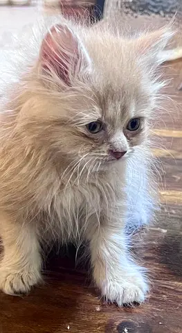 Pets for adoption