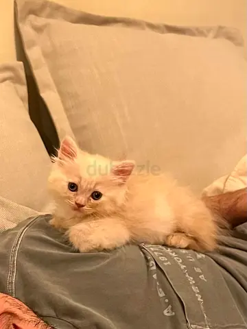 Sweet Ragdoll Mix Kitten