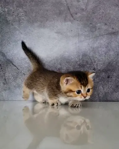 short legs cat for free adoption