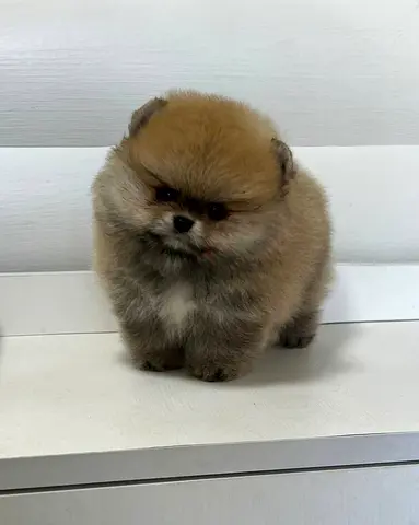 free Pomeranian puppy for adoption