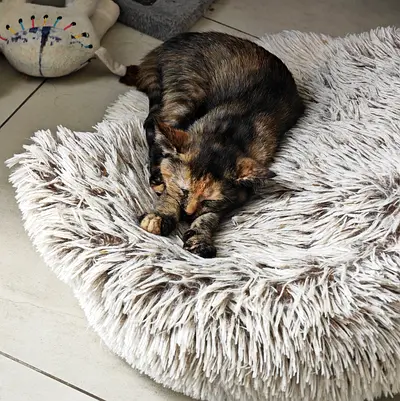 Kitten for adoption