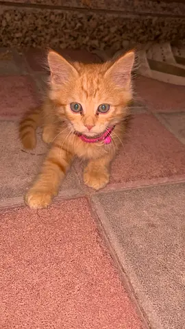 Kitty for adoption