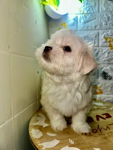 pet