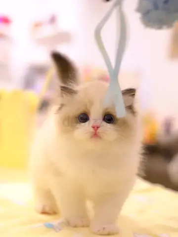 free ragdolls for adoption