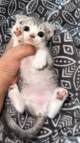 Cat Scottish fold