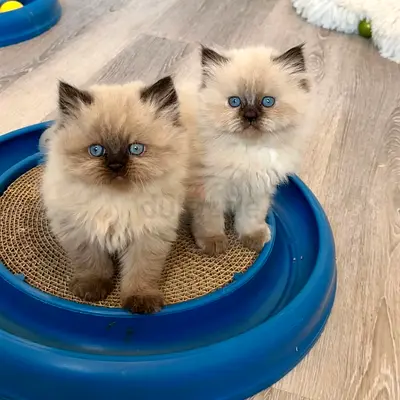 male and female Siamese kittens for free adoption