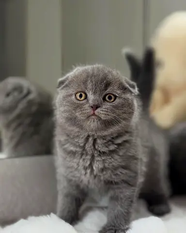 Scottish fold for free adoption