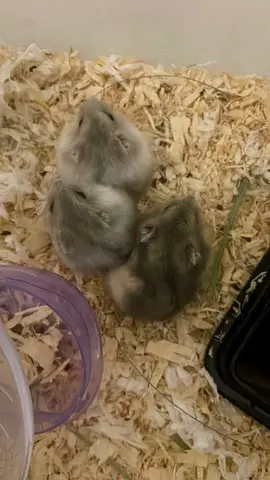 White Sryian and Russian Hamsters  - Friendly and Tame