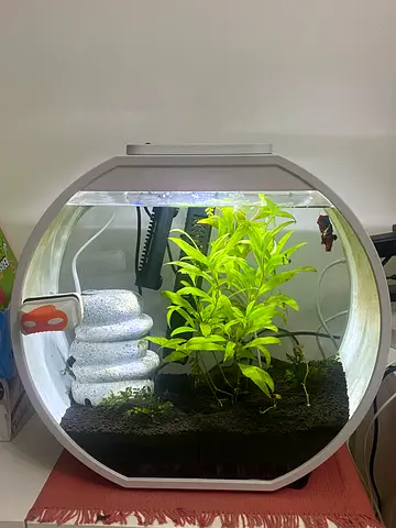Betta Aquarium