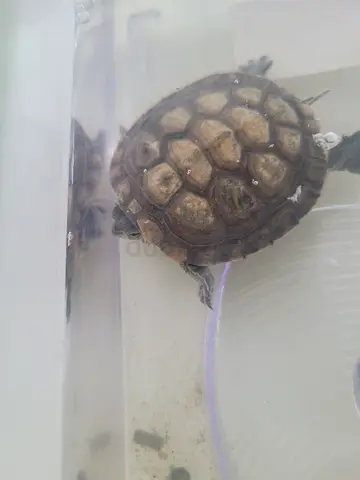 Water turtle for adoption