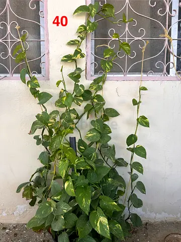 Plants for sale
