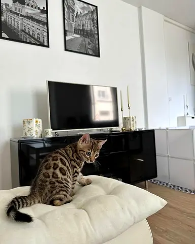 Bengal Kittens
