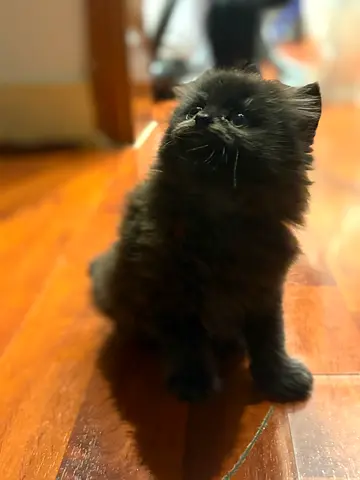 Free kittens