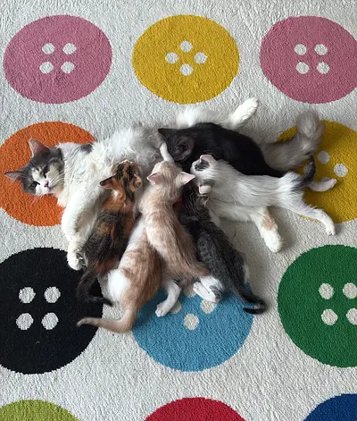 Kittens for Free Adoption