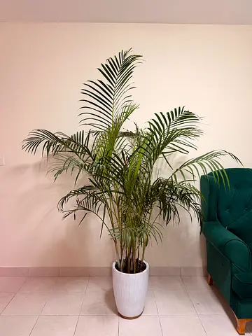 Large Indoor Potted Palm in Decorative Planter - Healthy and Mature