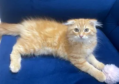 Kittens for adoption