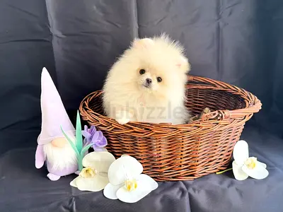 Adorable Pomeranian Puppy Friendly, Fluffy, and Ready for a New Home