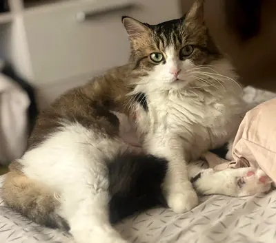 Beautiful Cat - fluffy