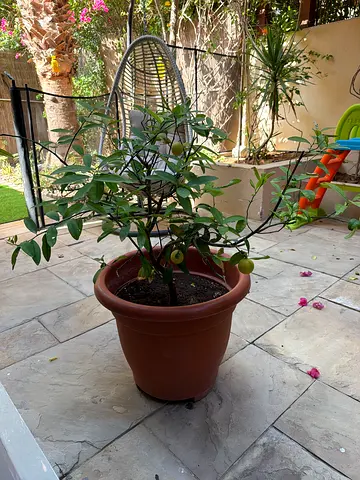 Lemon tree