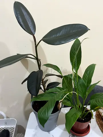 Rubber Plant (Ficus Elastica) - Healthy Medium Potted Indoor Plant,peace lilly