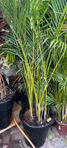 Areca Palm