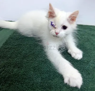 Kitten for adoption