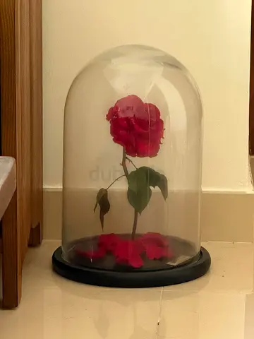 Forever Rose preserved rose in glass dome (decor) - gently used