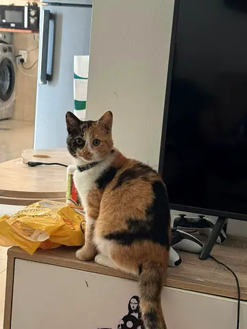 Cat for adoption