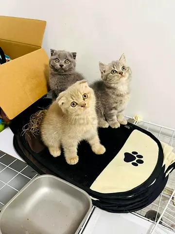 British shorthair kittens