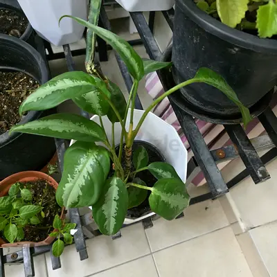 Healthy variegated houseplant (Aglaonema) in 12cm pot