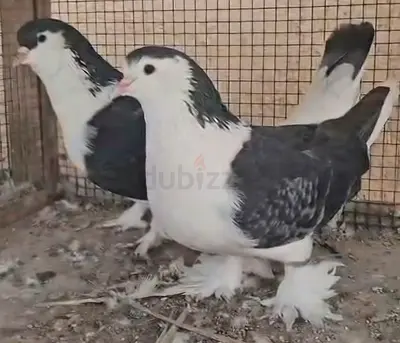 حمام زوج لاهور شيرازي جامبو