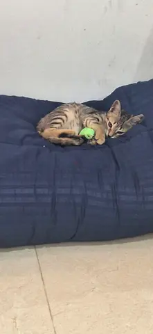 Free cat adoption