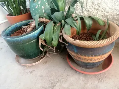 Set of 5 Decorative Garden Plant Pots.