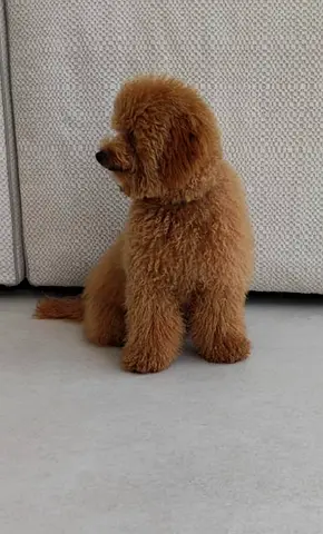pet