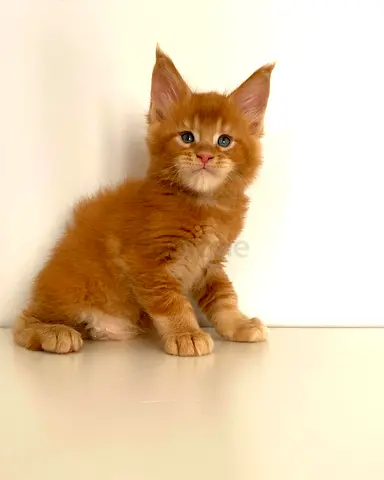 Maine $%! kitten for free adoption