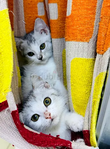 Cat for free adoption