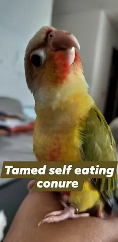 Tamed Pineapple  Conure — Hand‑Raised, Self Eating